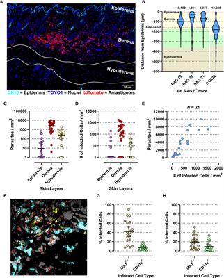 Spatial Point Pattern Analysis Identifies Mechanisms Shaping the Skin Parasite Landscape in Leishmania donovani Infection